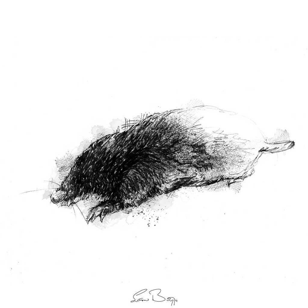 Mole
