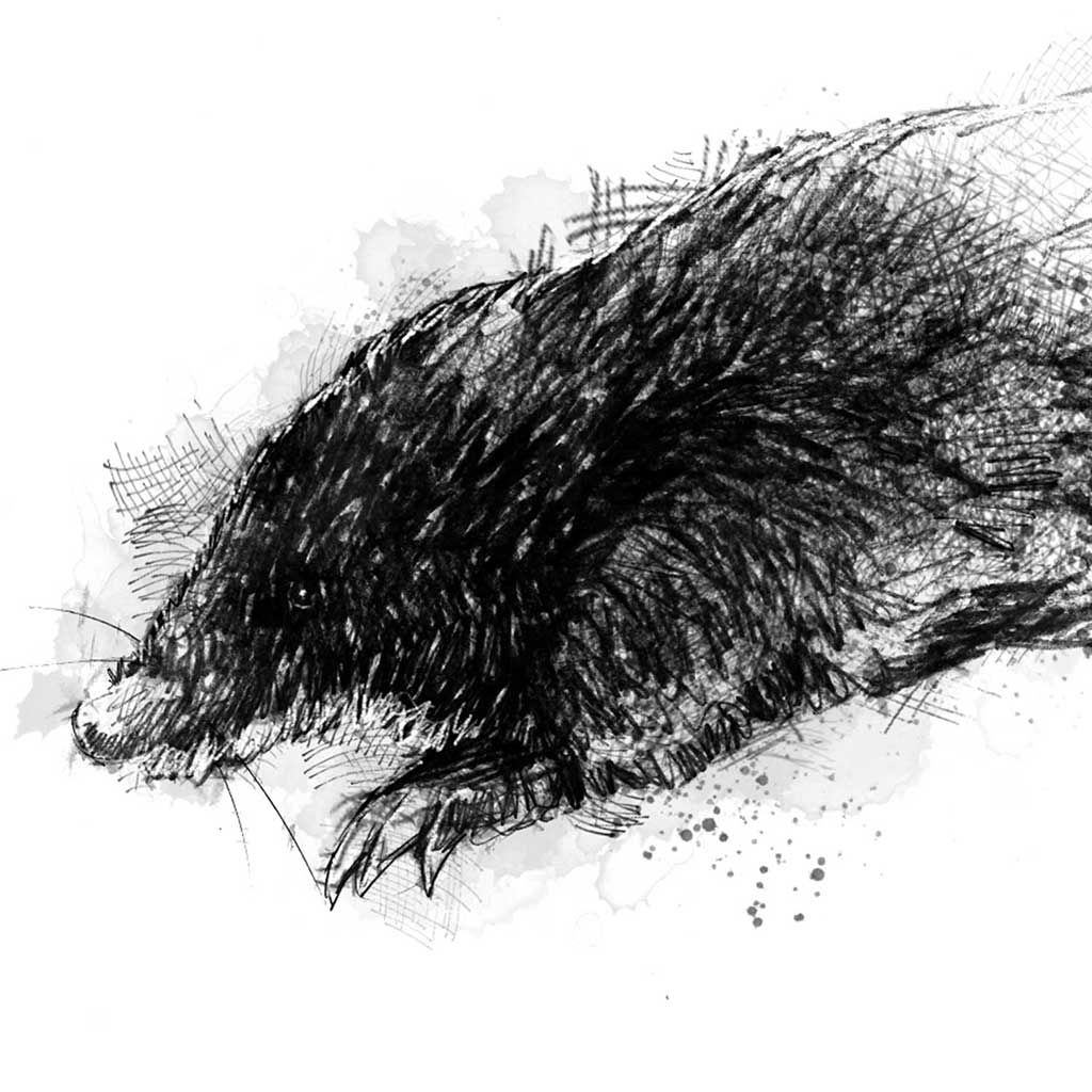 Mole