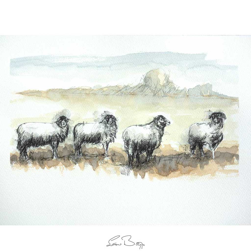 Moorland sheep line