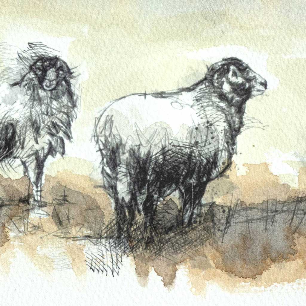 Moorland sheep line