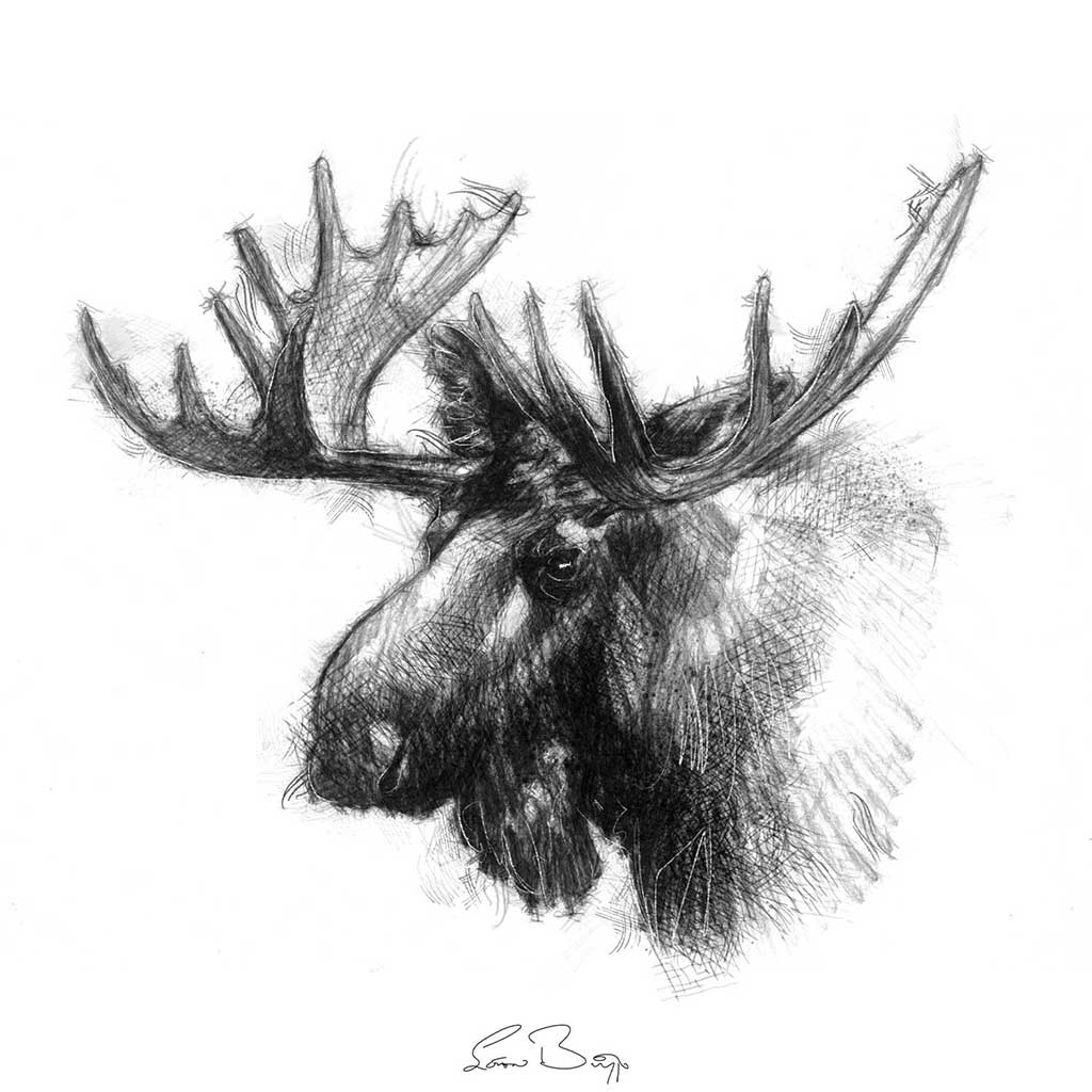 Bull moose