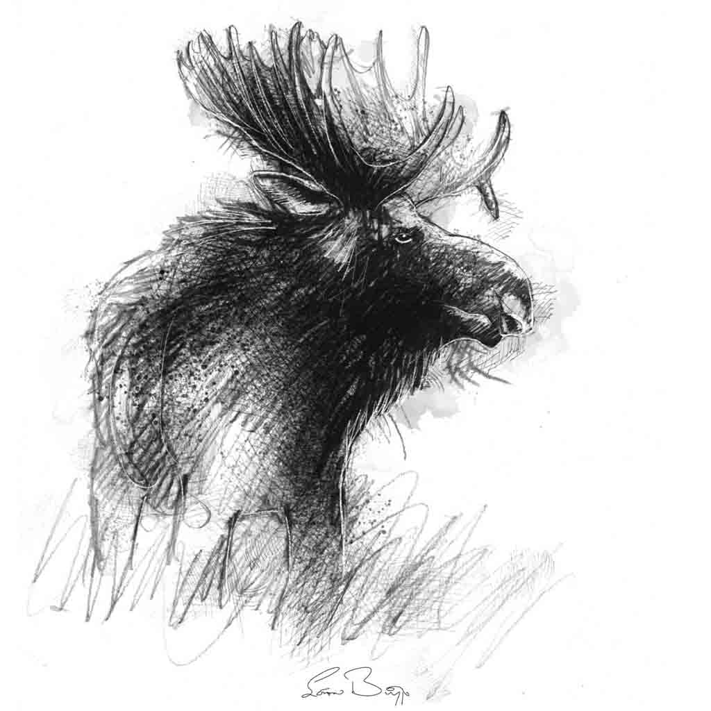 Moose sketch