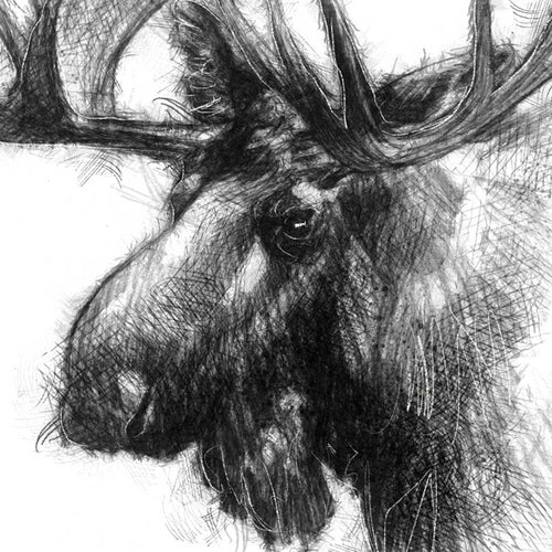 Bull moose