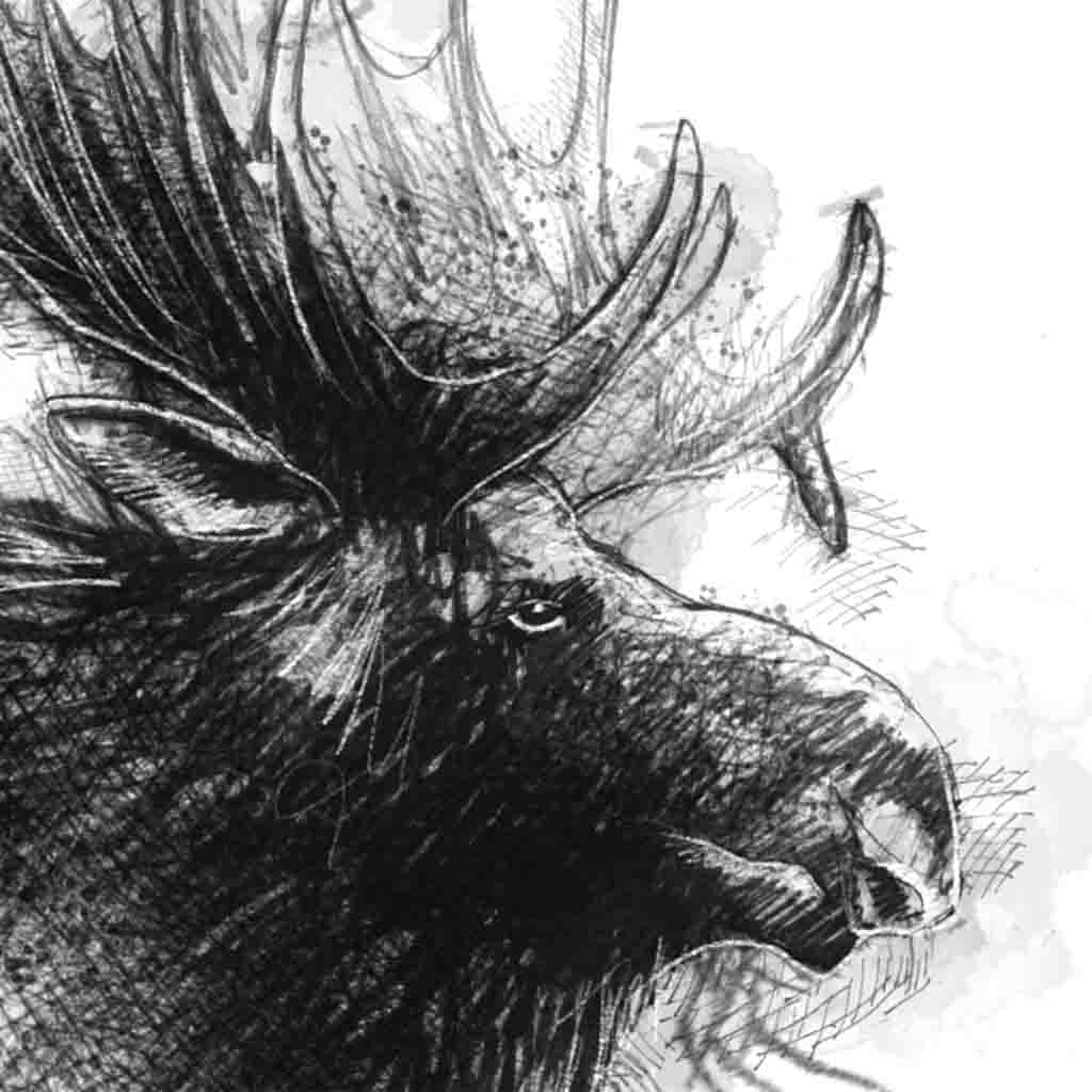 Moose sketch