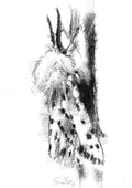 Ermine moth
