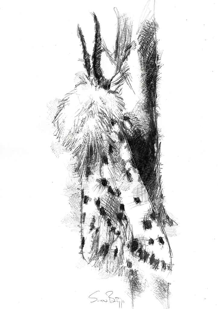 Ermine moth