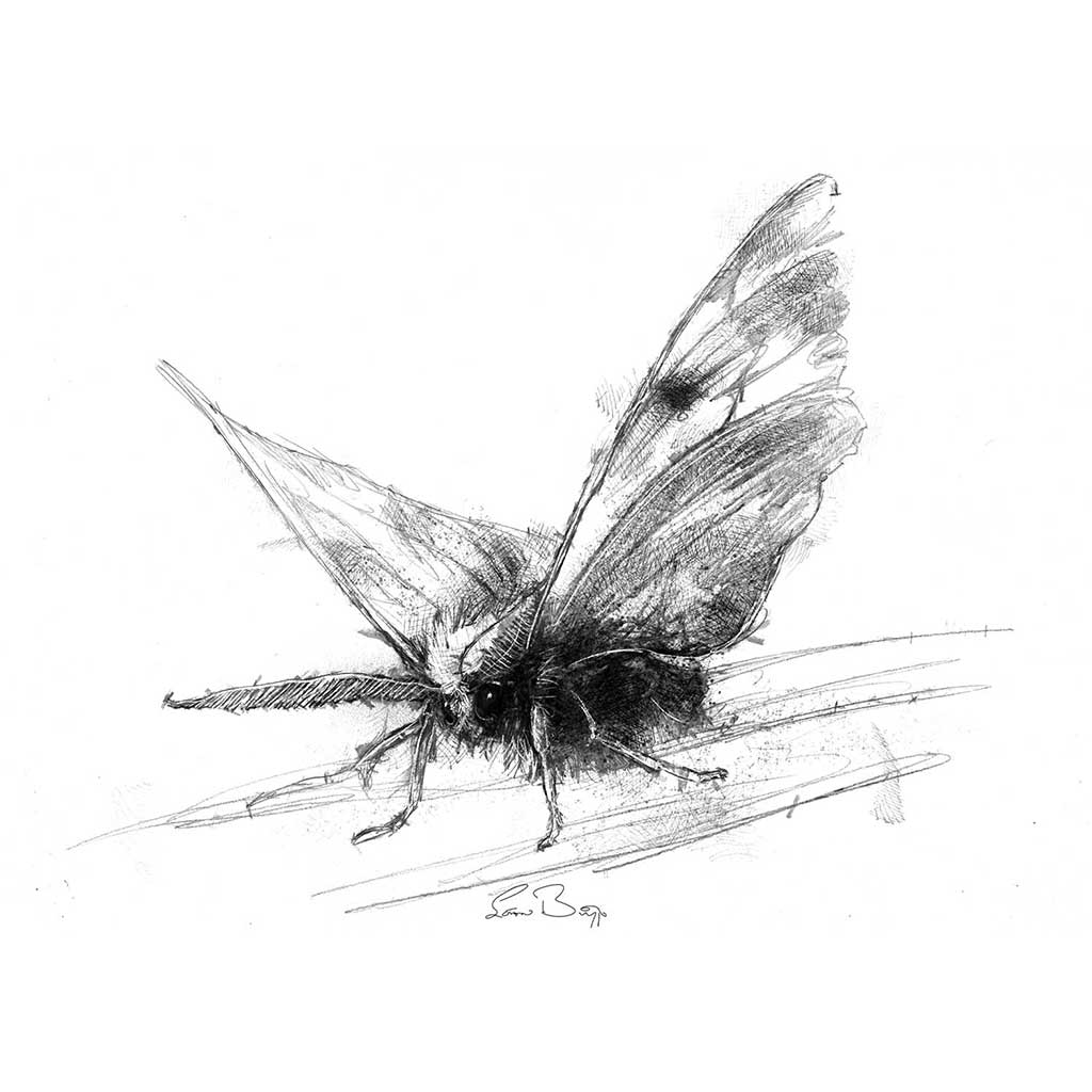 Moth