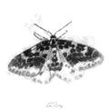 Speckled moth