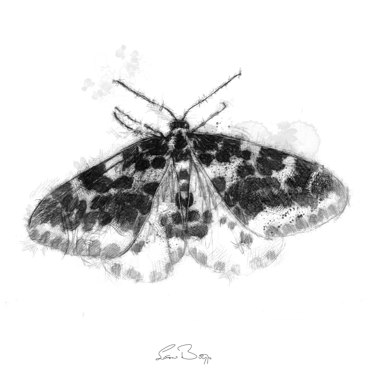 Speckled moth