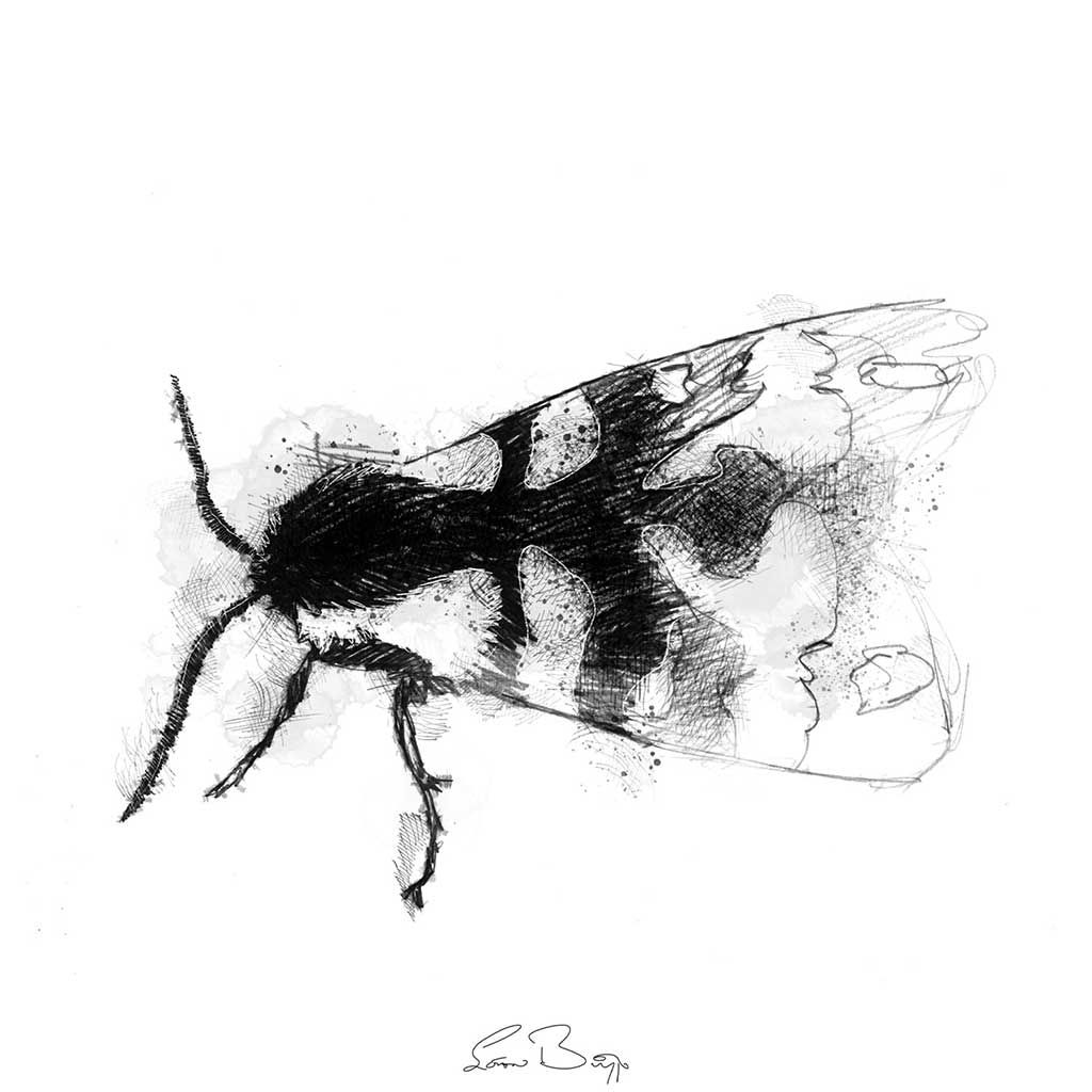 Cream spot moth