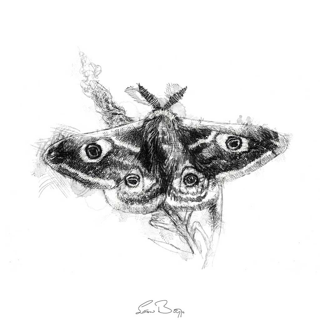Emperor moth