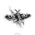 Emperor moth