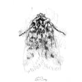oak moth