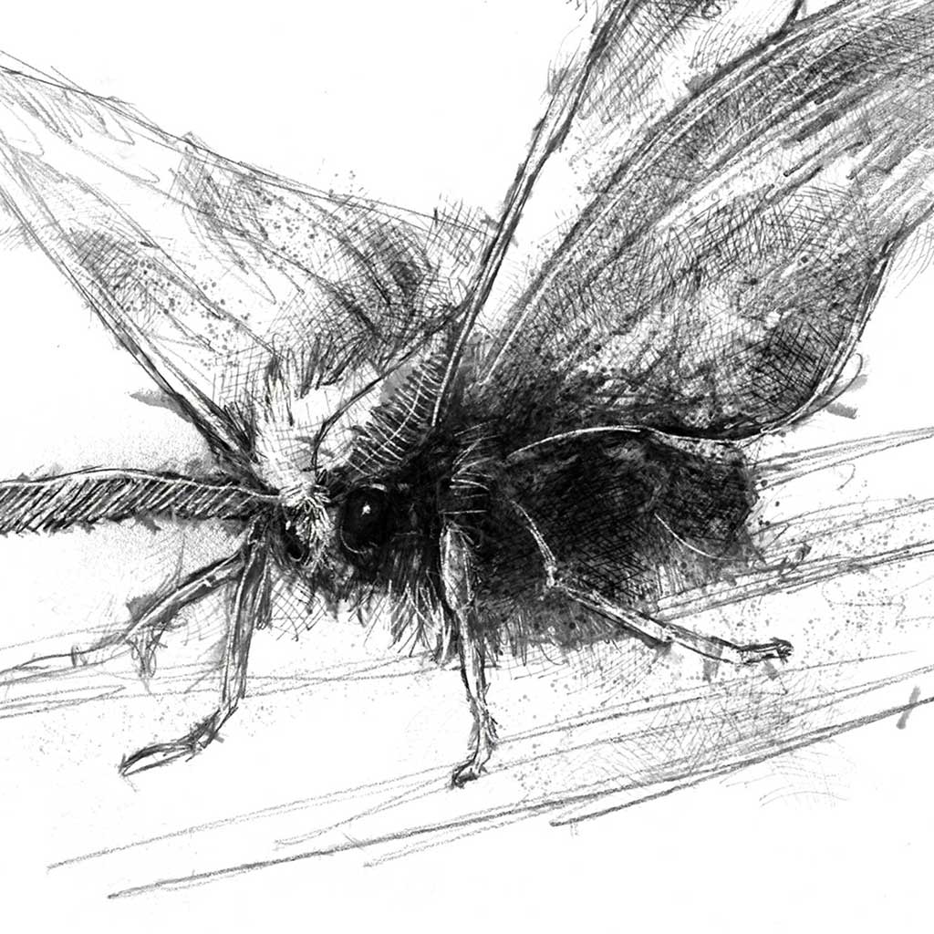 Moth