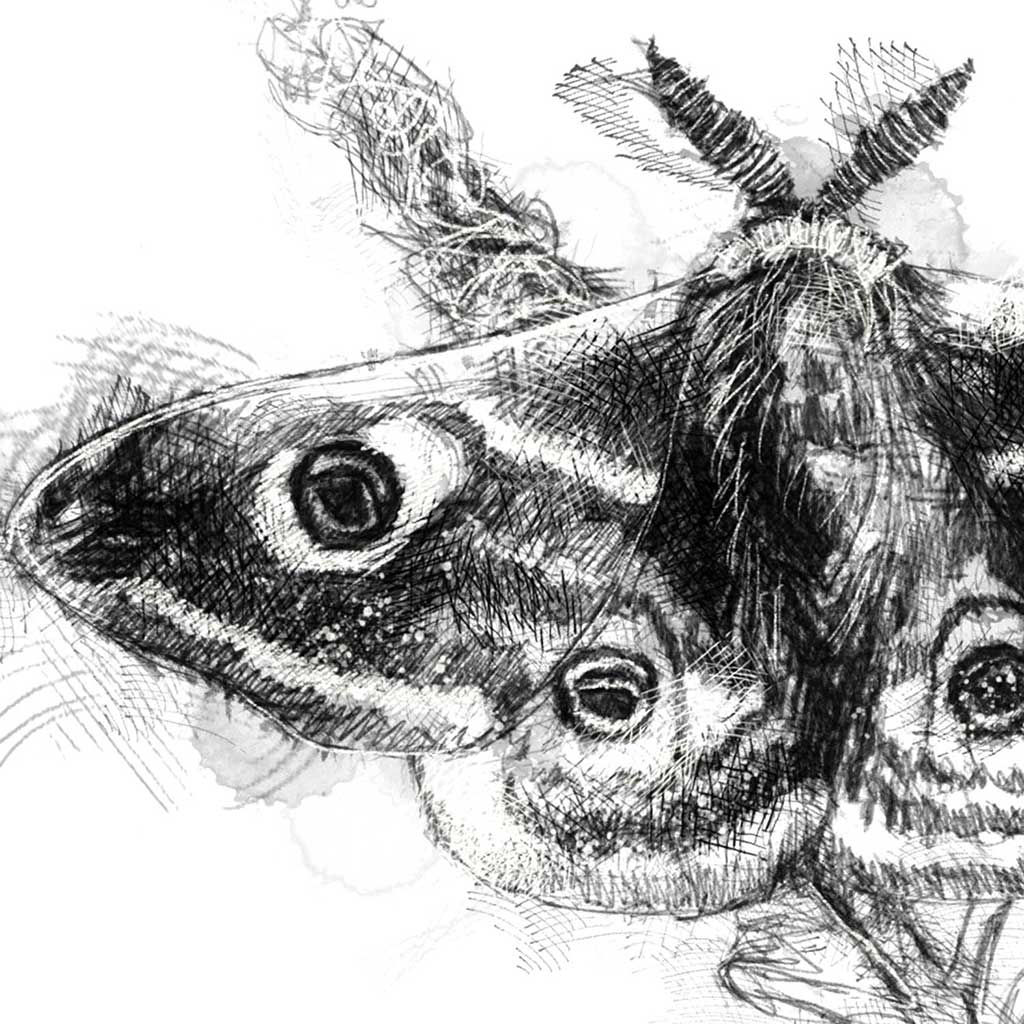 Emperor moth