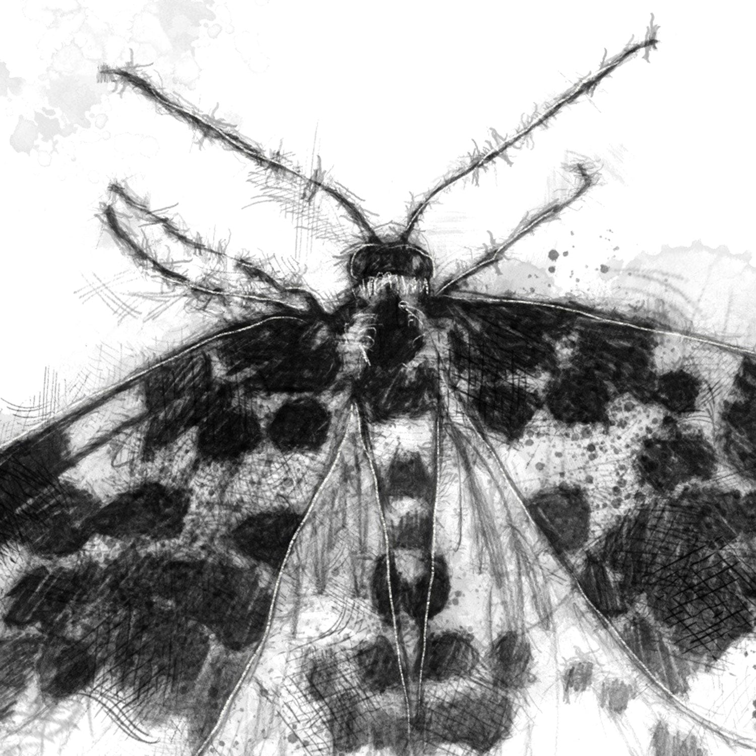 Speckled moth