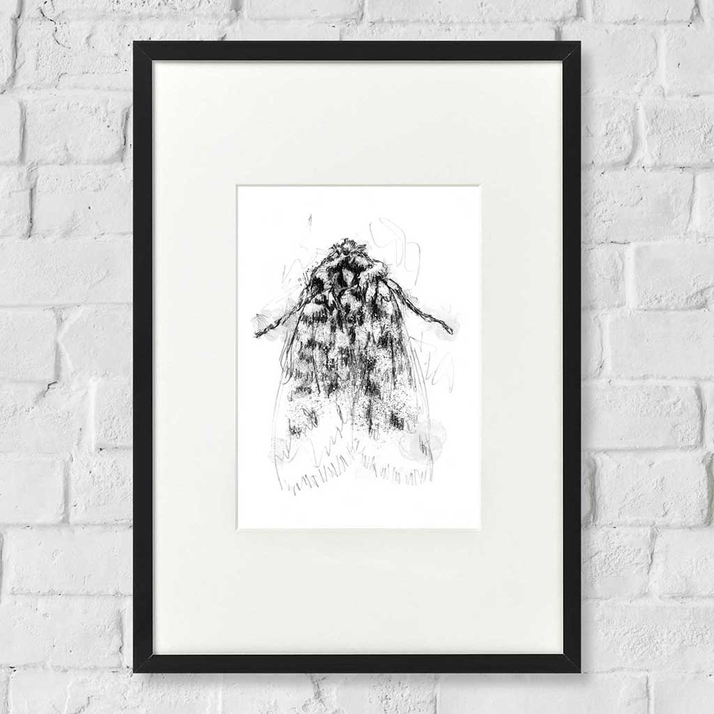 oak moth