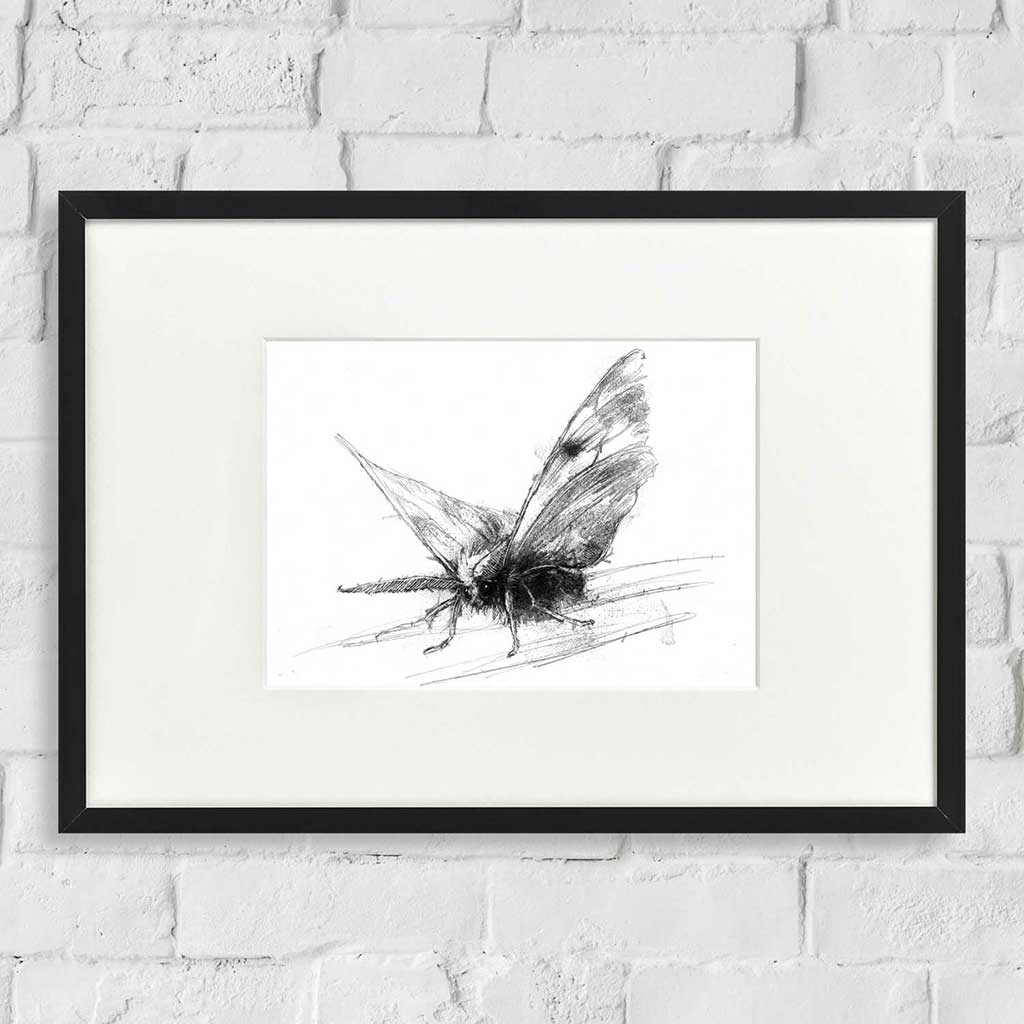 Moth