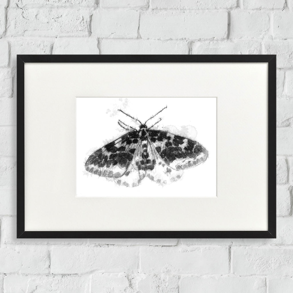 Speckled moth