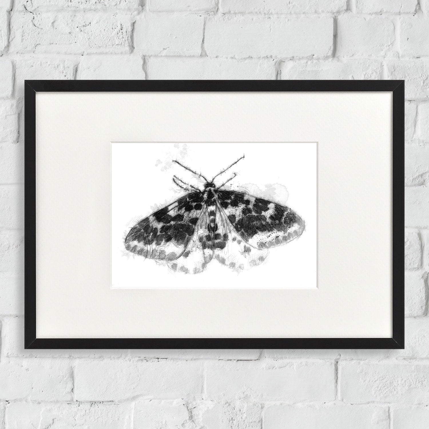 Speckled moth
