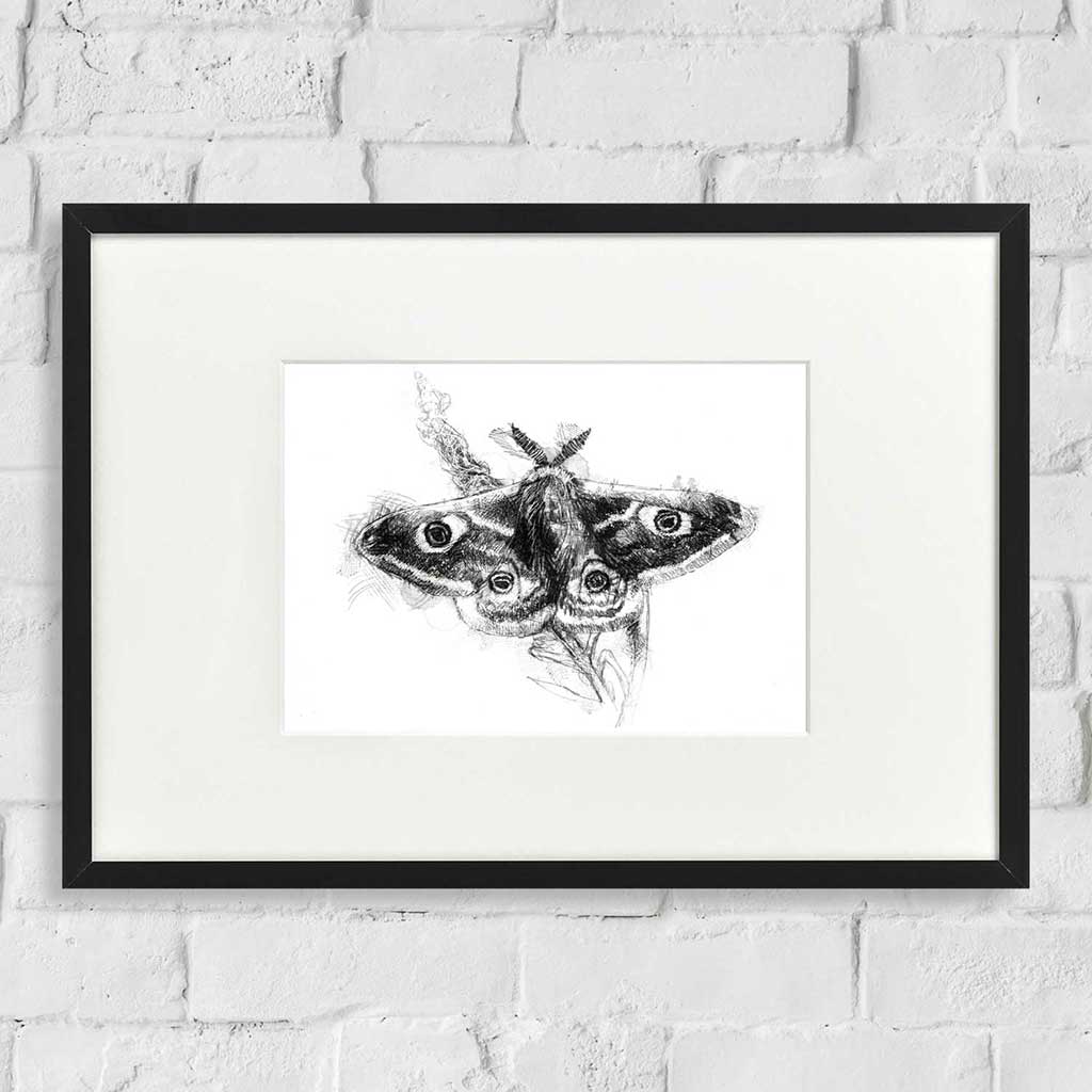 Emperor moth