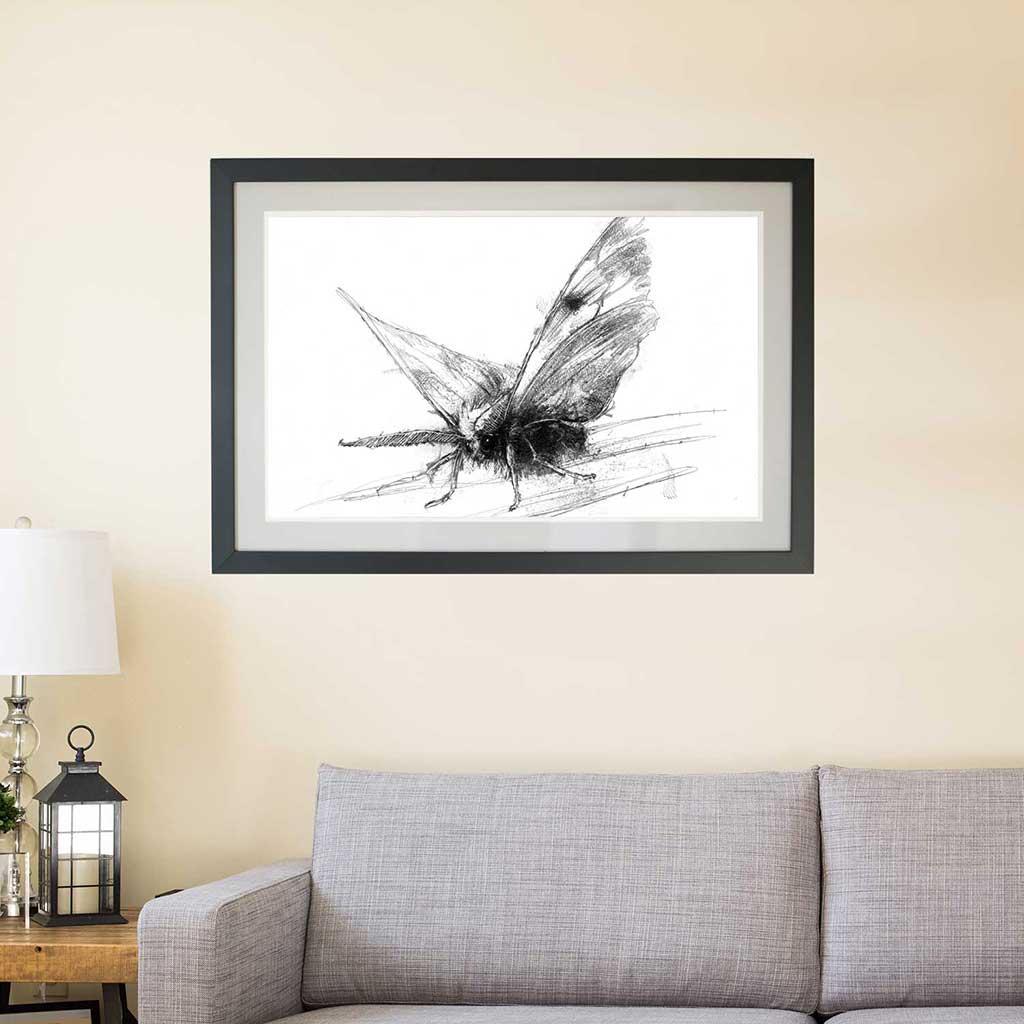 Moth