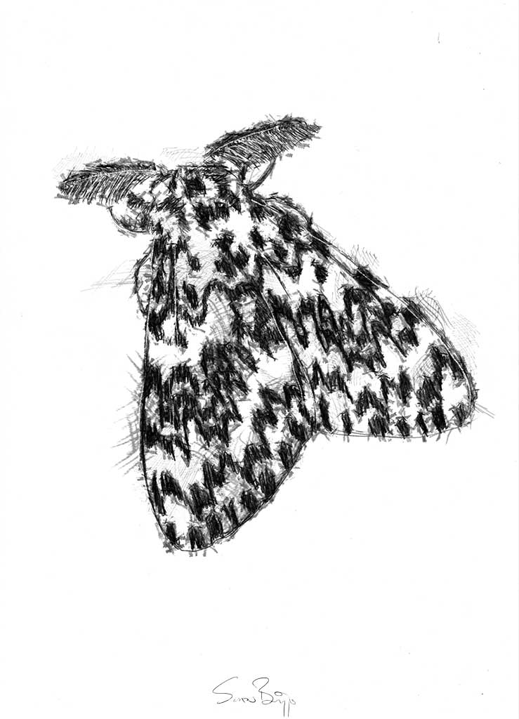 Speckled moth