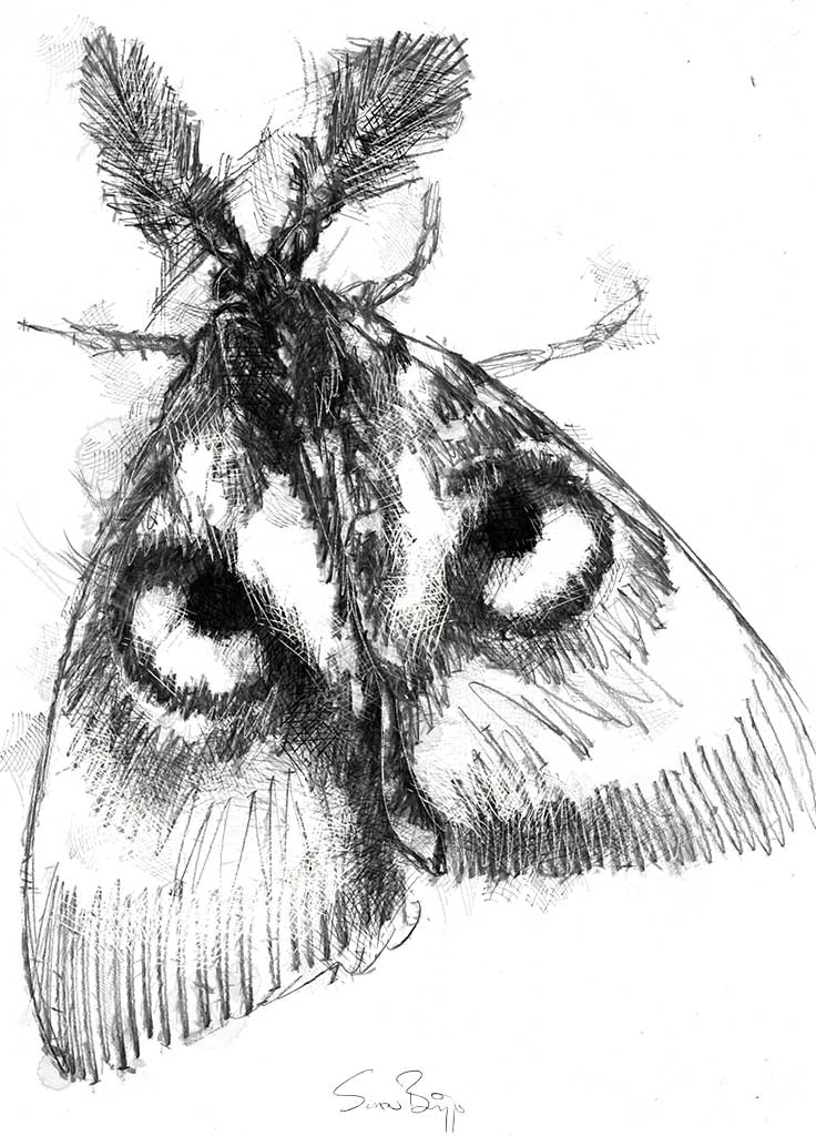 Owl faced moth