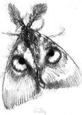 Owl faced moth