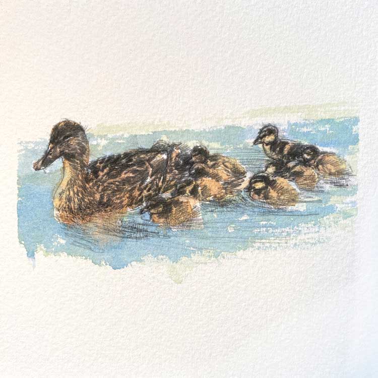 Mother duck mini sketch