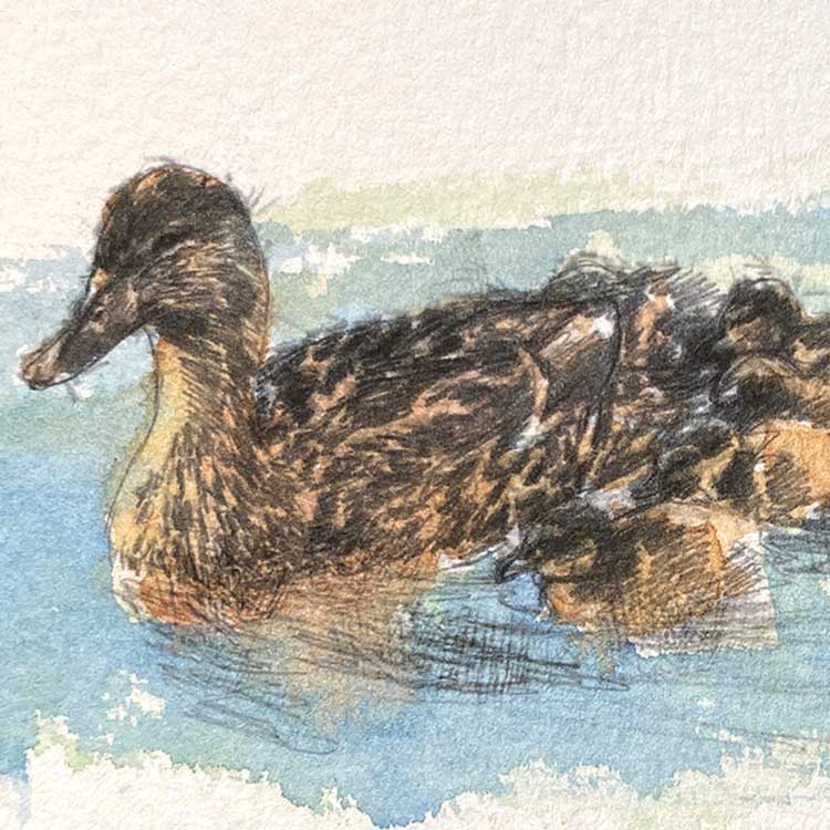Mother duck mini sketch