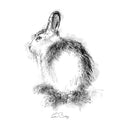 Mountain hare