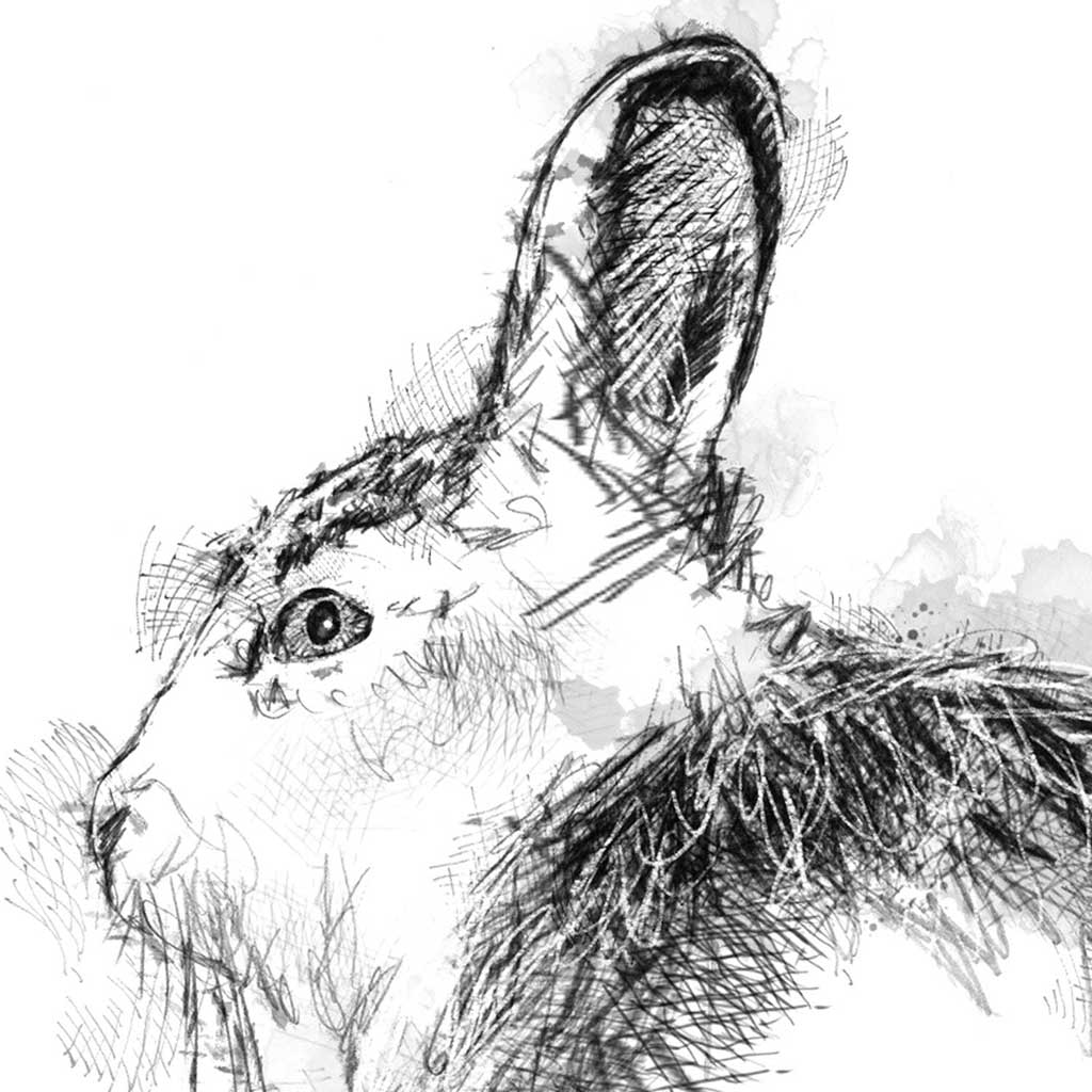 Mountain hare