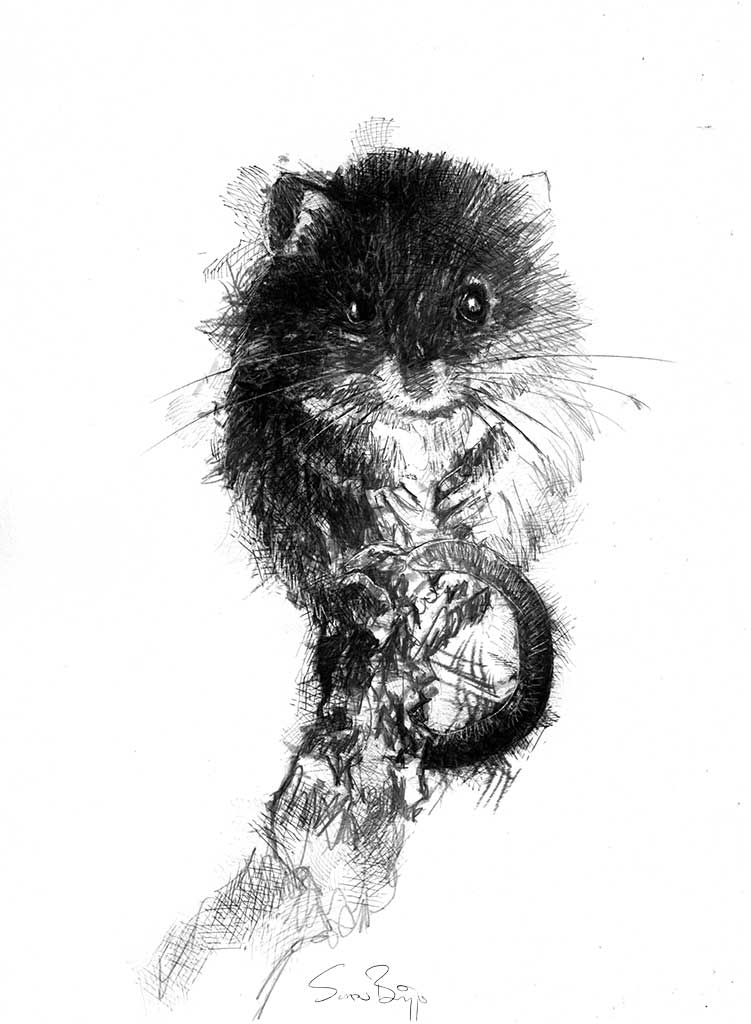 Harvest mouse