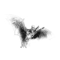 Mouse-eared Bat - BW Sketch