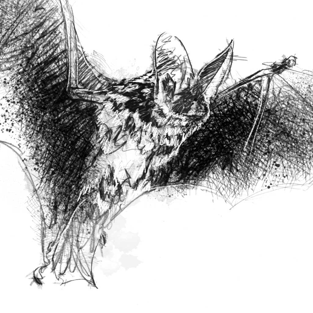 Mouse-eared Bat - BW Sketch