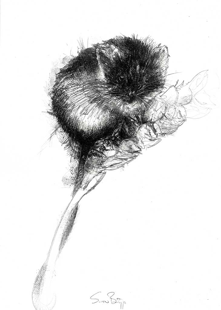 Field mouse