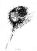 Field mouse