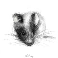 House mouse