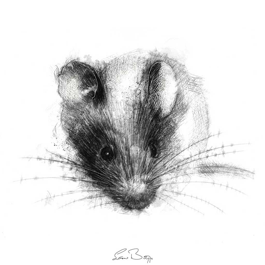 House mouse
