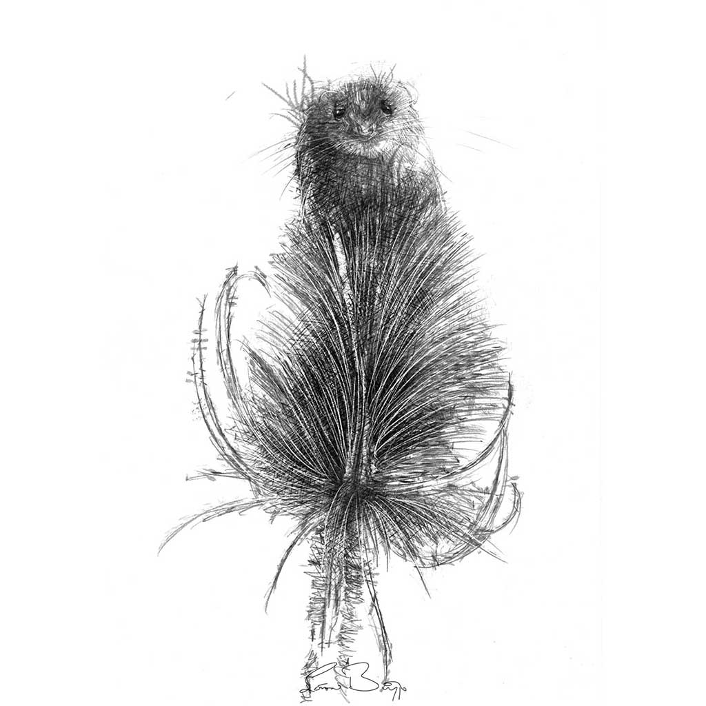 Teasel mouse