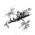 Dormouse
