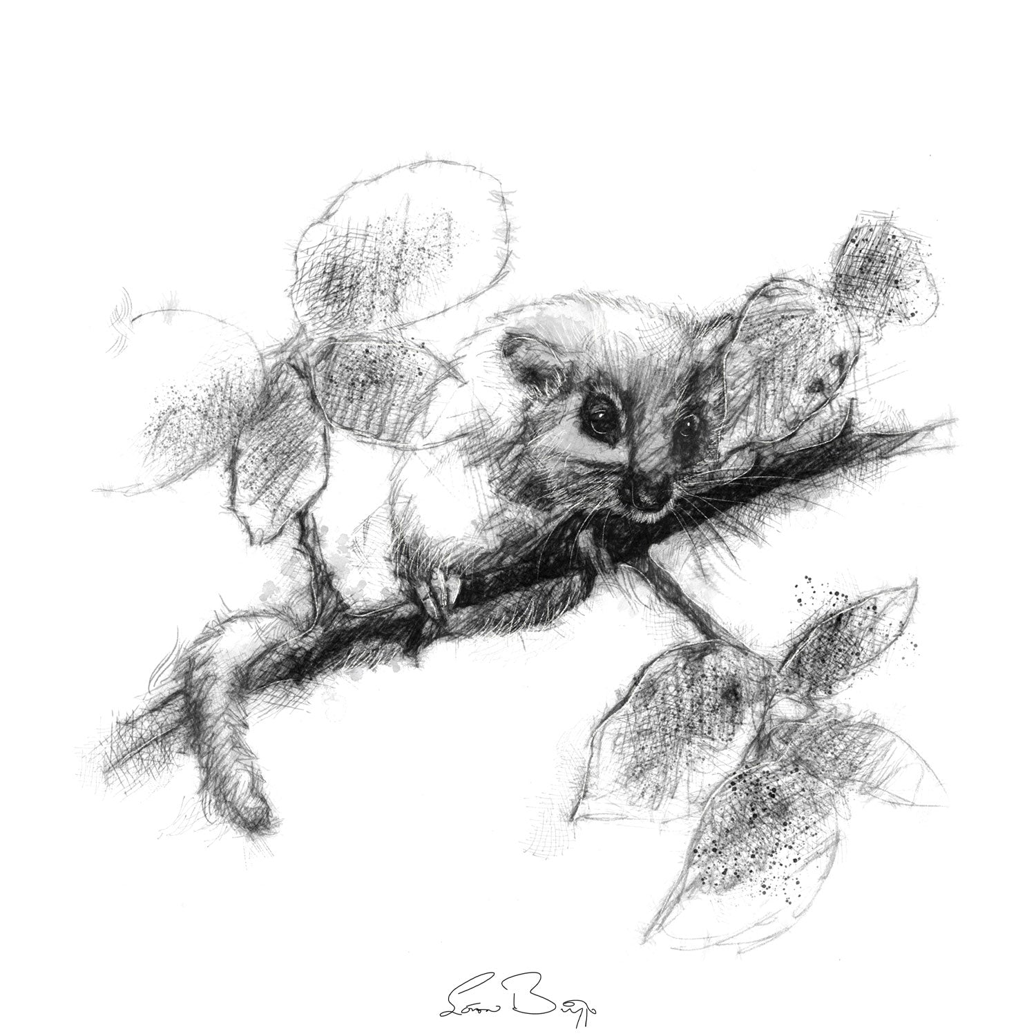Dormouse