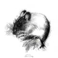 Wood mouse