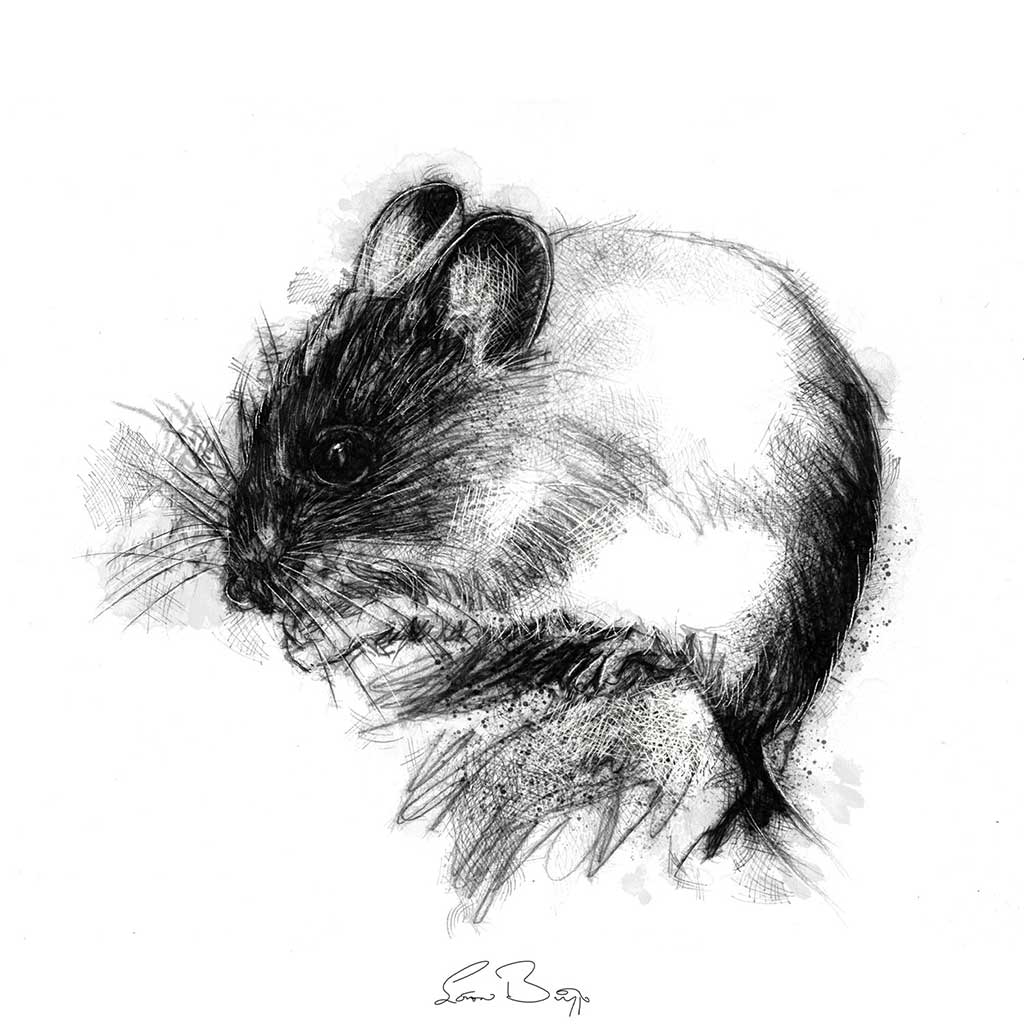 Wood mouse