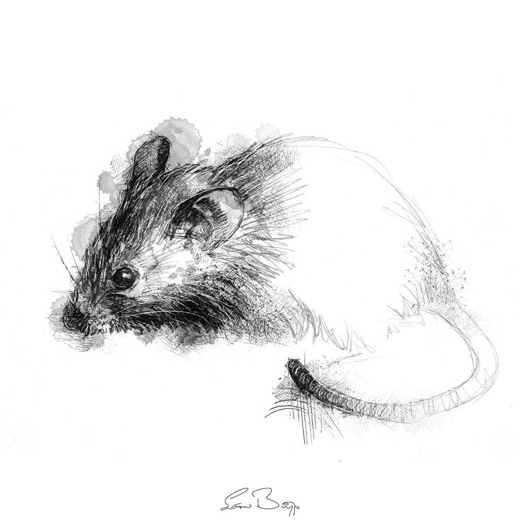 Little house mouse