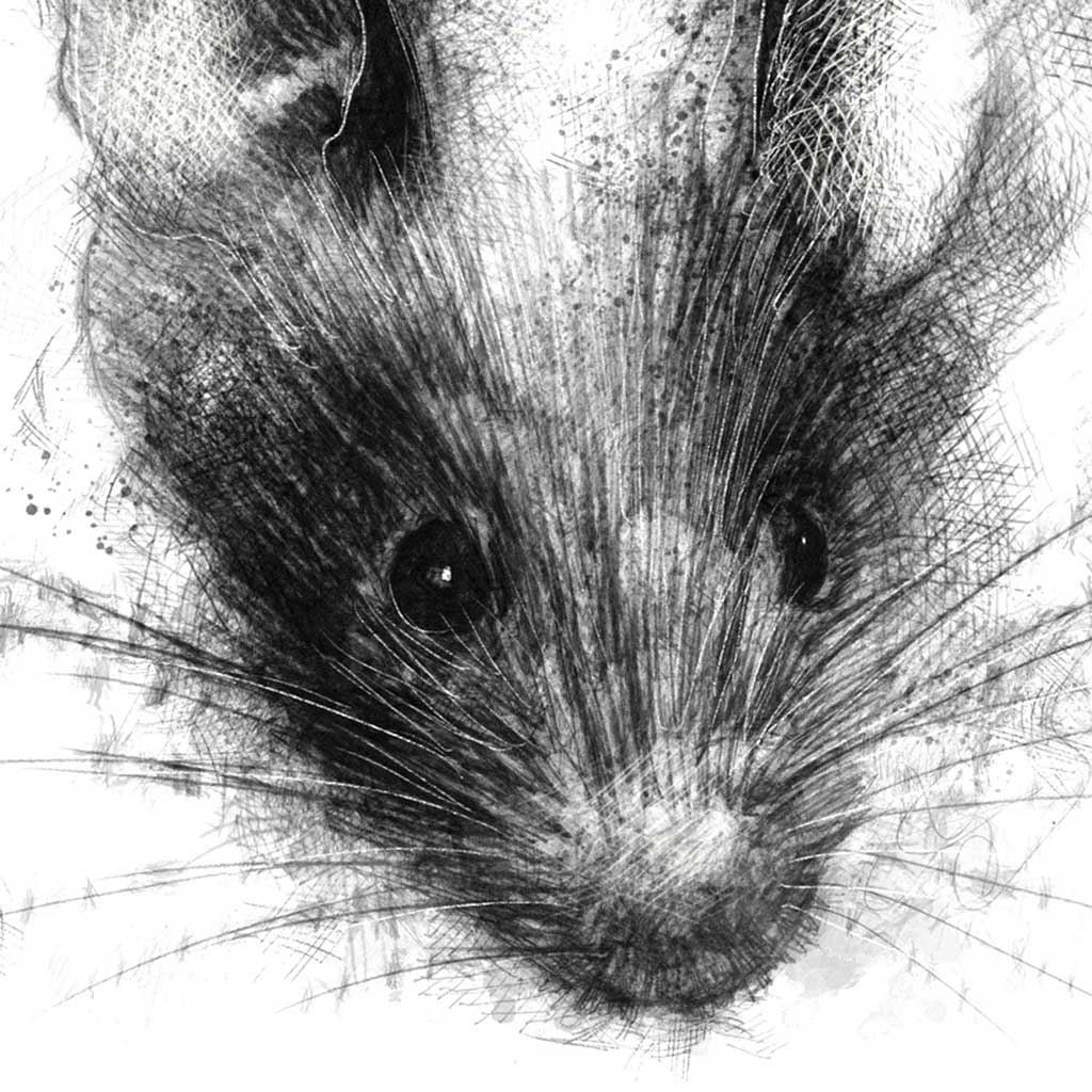 House mouse