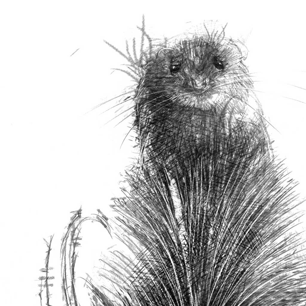 Teasel mouse