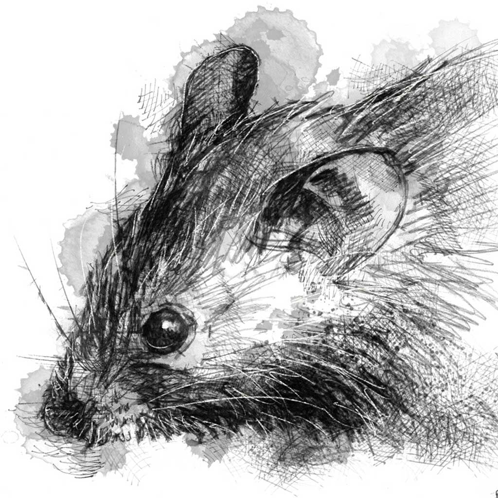 Little house mouse