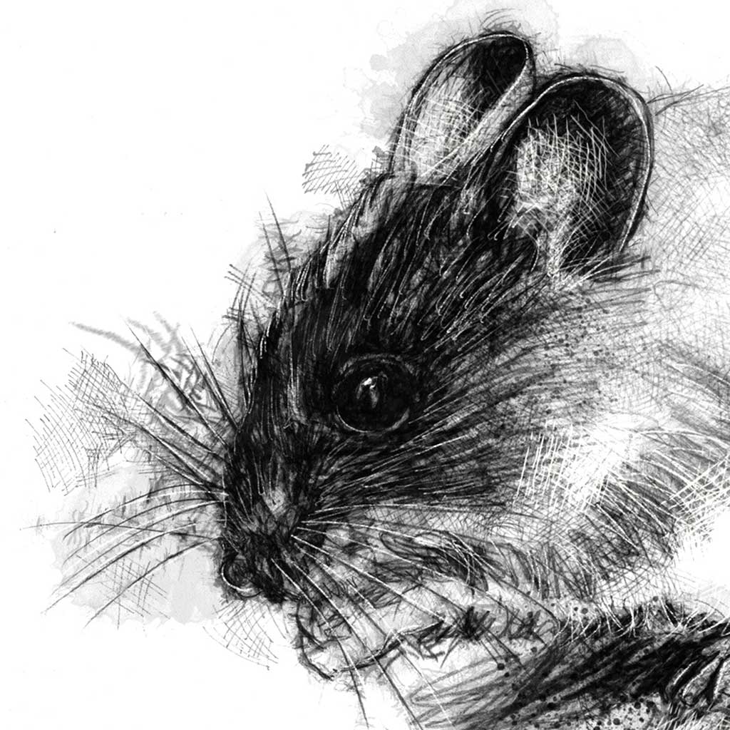 Wood mouse